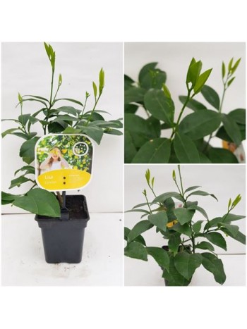 Лимон (Citrus limon- Lisa)